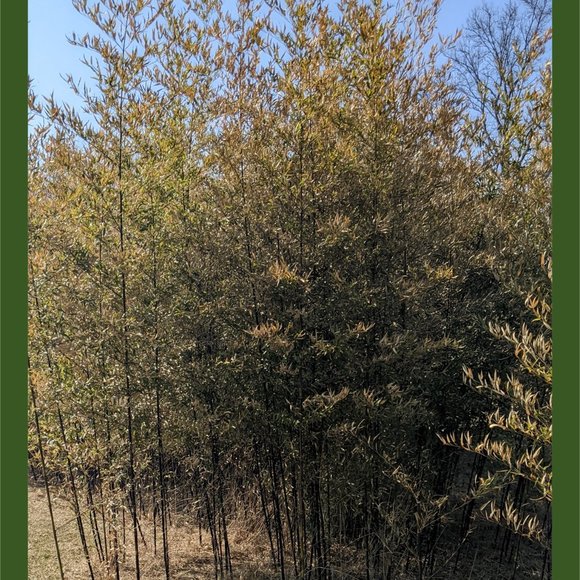 Bamboo Photographic Art Print - Picture 2 of 12